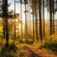 See the wood, not just the trees