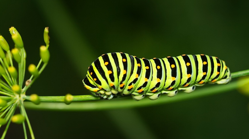 The hungry caterpillar &ndash; eating its way to growth